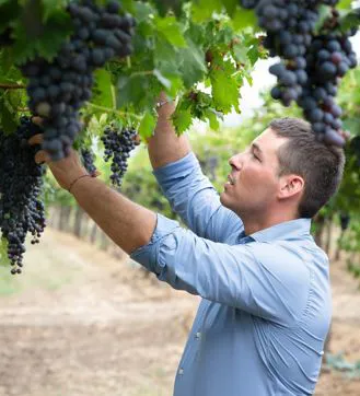 Appassimento uva Amarone Azienda agricola FlaTío Fraccaroli