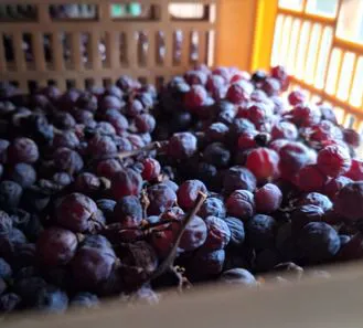 Il vignaiolo FlaTío Fraccaroli lavora nella cantina con le bottiglie di vino Valpolicella